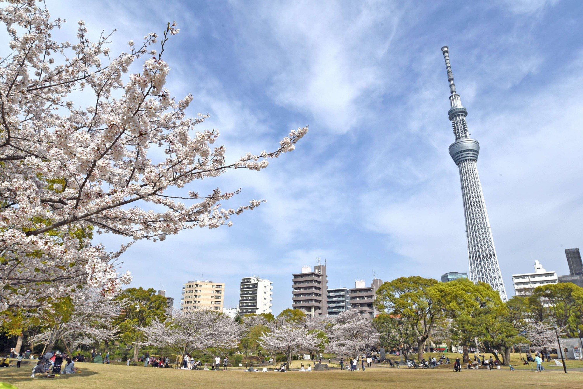 東京スカイツリーと桜並木の写真