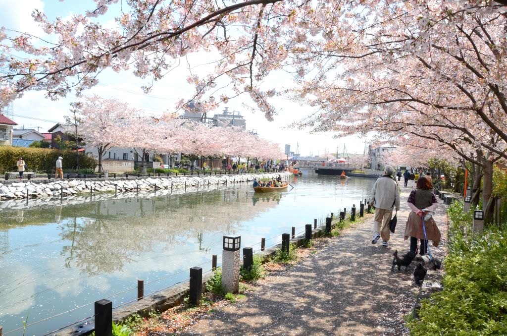 江戸川と桜並木の写真