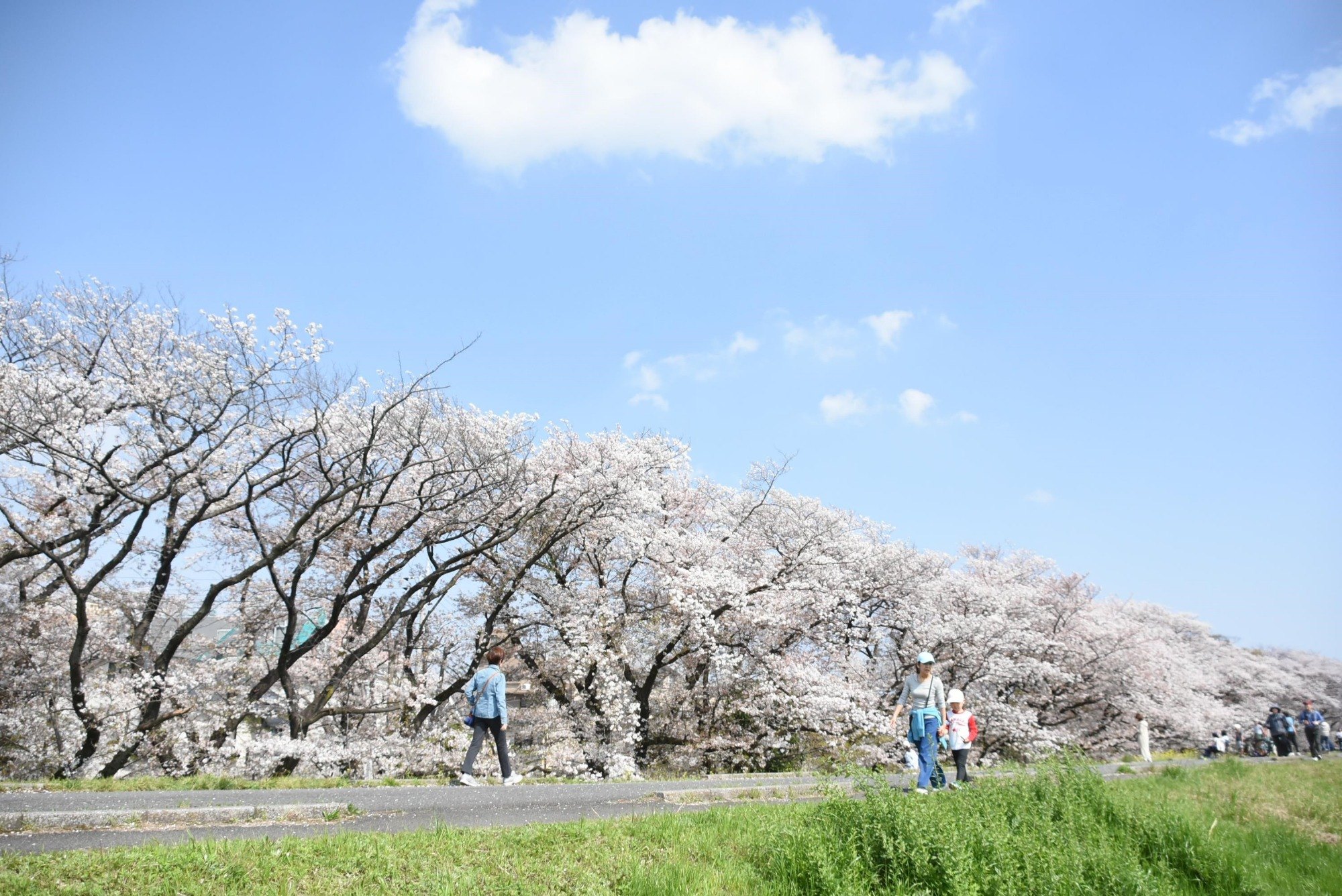 桜並木を散歩している写真